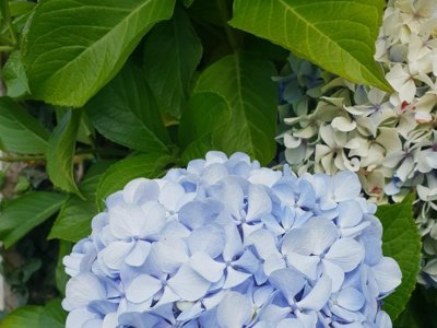 Cliquez pour découvrir toutes les photos de l'ÉTABLISSEMENT ! camping Les Genets D'Or photo 20