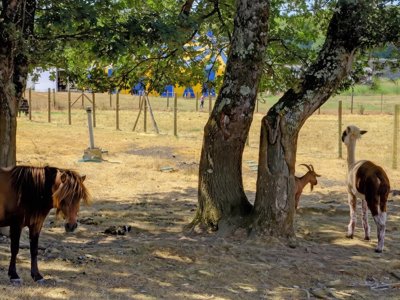 camping Les Jardins Du Morbihan photo 21