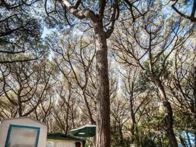 Cliquez pour découvrir toutes les photos de l'ÉTABLISSEMENT ! camping Village Oasi photo 28