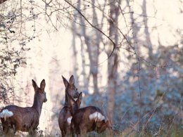 Camping Pas Cher vous présente avec son site Officiel campingpascher.fr, le Camping Damona Lodges classé 3 étoiles, situé sur la commune de Vaire dans le département Vendée (Pays De La Loire) en France. Le camping Damona Lodges, vous présente un hébergement de type lodge de 31 m² pour 5 personnes avec climatisation et télévision. Le camping Damona Lodges vous propose du vendredi 06 novembre au vendredi 13 novembre 2026, en promotion à -14% pour 7 nuits à 265 € au lieu de 310,0 € soit une Économie de 45 €. Cette location propose 199 dates différentes pour réserver votre séjour. Découvrez également les 5 autres gammes d'hébergements du camping. Les Avis clients pour le Camping Damona Lodges sont excellents avec une note moyenne de 9 sur 10. Randonnée, Plats à emporter,... En savoir plus : cliquez-ICI.