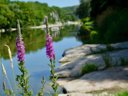 camping Les Peupliers photo 2