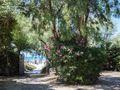 établissement Villagio Dei Pini photo 4