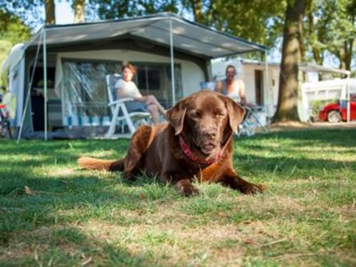 Cliquez pour découvrir toutes les photos de l'ÉTABLISSEMENT ! établissement Recreatiepark Den Blanken photo 23