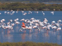 Camping Pas Cher vous présente avec son site Officiel campingpascher.fr, le Camping De L'Arnel classé 2 étoiles, situé sur la commune de Villeneuve Les Maguelonne dans le département Hérault (Languedoc Roussillon) en France. Le camping De L'Arnel, vous présente un hébergement de type mobil-home de 29 m² avec climatisation et télévision. Le camping De L'Arnel vous propose du mercredi 01 avril au mercredi 08 avril 2026 pour 7 nuits à 450€. Cette location propose 122 dates différentes pour réserver votre séjour. Découvrez également les 13 autres gammes d'hébergements du camping. Les Avis clients pour le Camping De L'Arnel sont excellents avec une note moyenne de 9 sur 10. MerÉtang, Bassin enfant, Piscine extérieure, Animations familiales, Cyclisme, Pétanque, Salle de jeux vidéo, Trampoline, Boulangerie, Bureau de tabac, Restaurant, Station-service, Supermarché,... En savoir plus : cliquez-ICI.