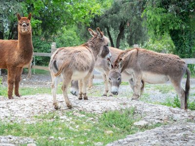 camping Domaine Saint Cerice photo 21