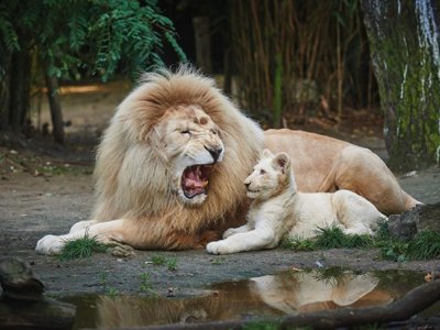 Cliquez pour découvrir toutes les photos de l'ÉTABLISSEMENT ! camping Du Lion D'Angers photo 25